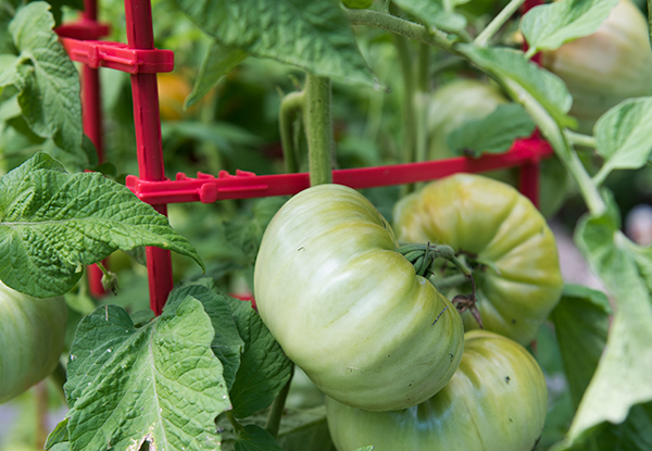 Tomato Support Techniques | Gardener's Supply
