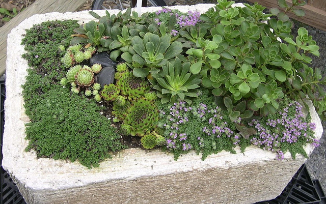 Growing Succulents in Containers | Gardener's Supply