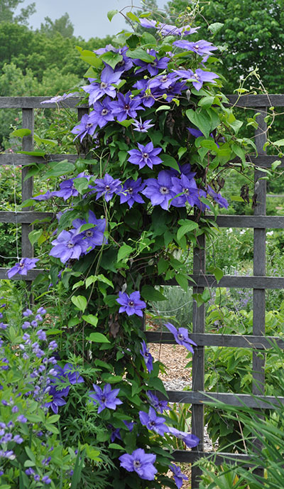 How to Grow Clematis From Planting to Pruning | Gardener's Supply