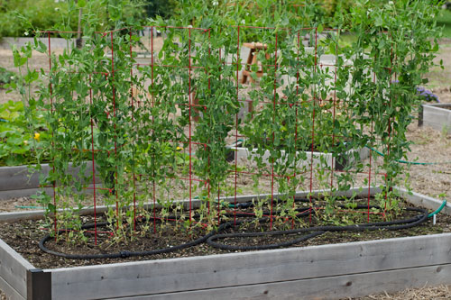How to Grow Peas - Growing Sugar Snap Peas | Gardeners.com