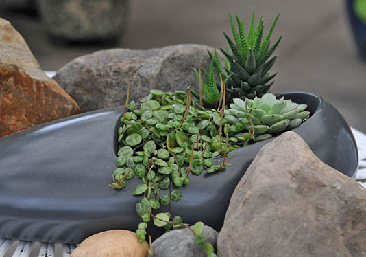 Succulents in faux rock ceramic planter
