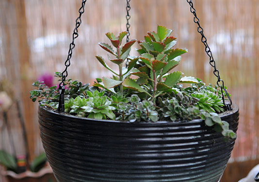 Succulents in a hanging planter