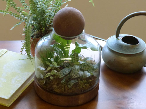  small wood and glass terrarium with a variety of plants
