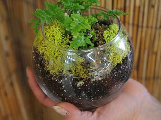 miniature terrarium