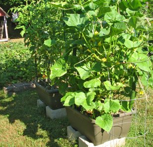 Cucumbers growing in large planters