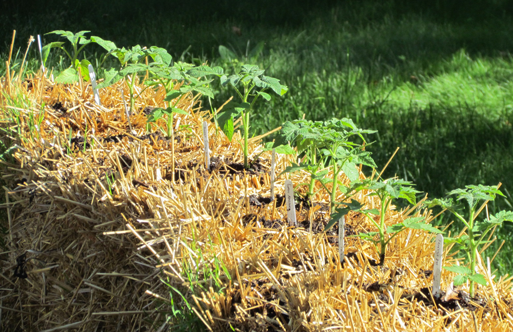 Tomatoes growing in straw bales
