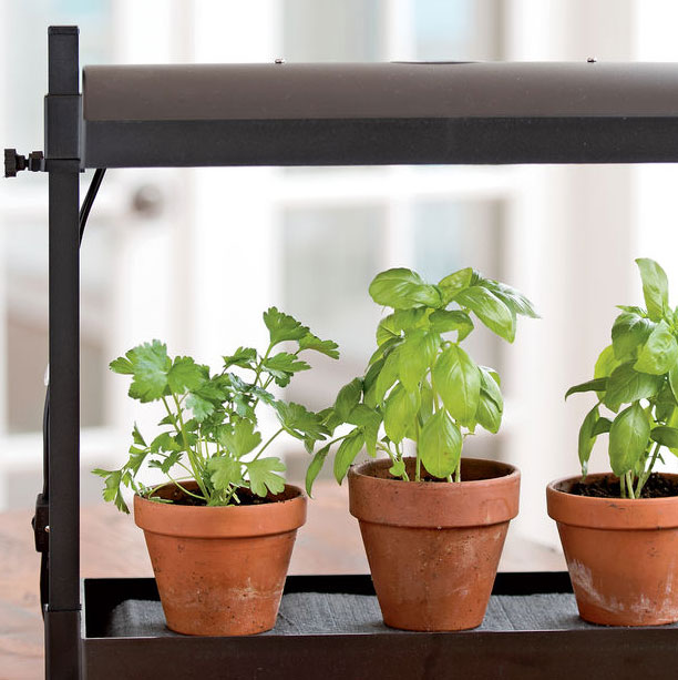 How to Grow Herbs Indoors | Gardener's Supply