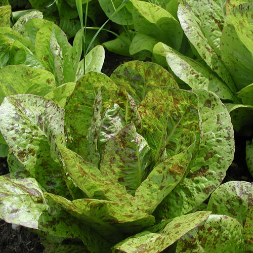 Freckles lettuce