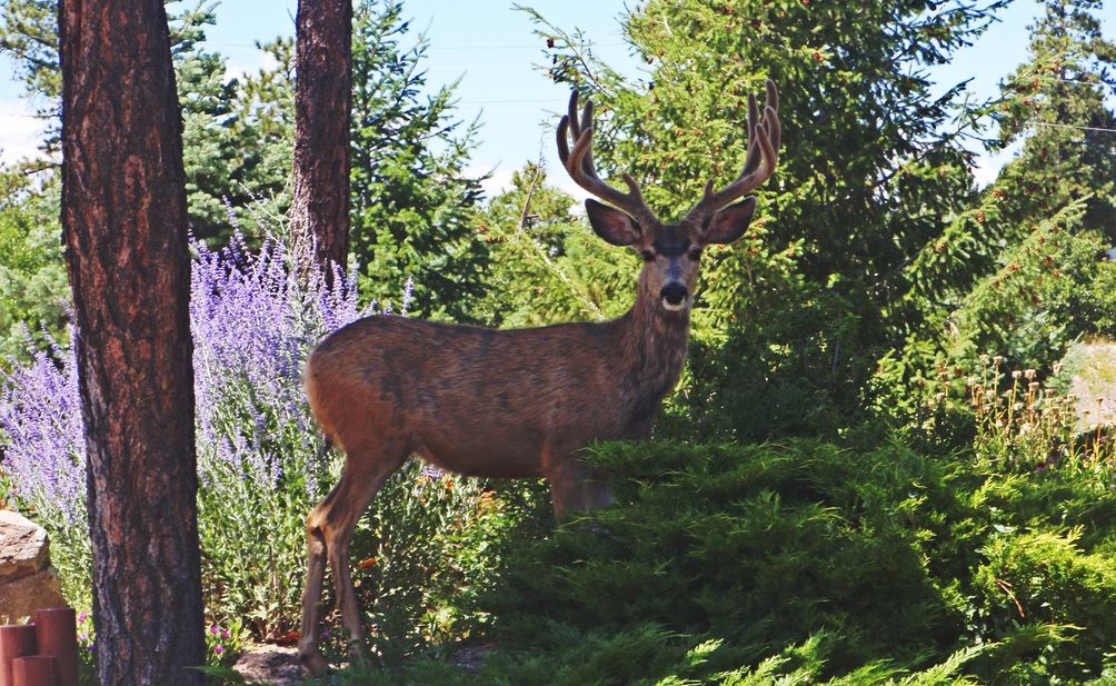 illustration of deer in front of a fenced garden 