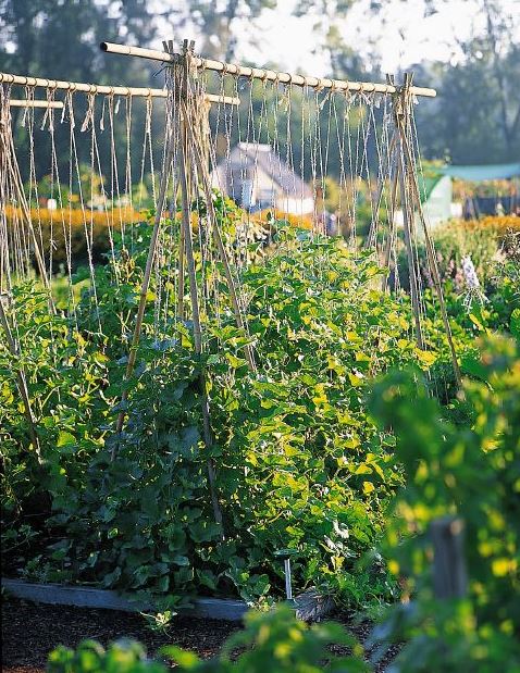 Make Japanese Bamboo Fences & Trellises | Gardener's Supply