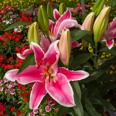 How to Grow Lilies: Asian, Oriental +More | Gardener's Supply