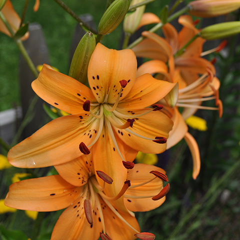 How to Grow Lilies: Asian, Oriental +More | Gardener's Supply