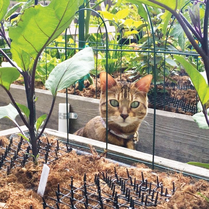 cat scat mat keeps this cat out of the raised garden beds