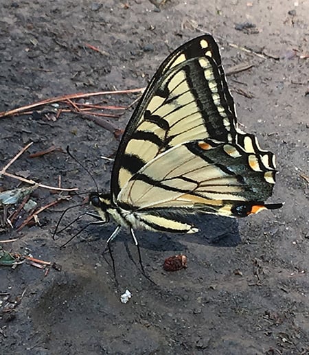 butterfly on mud puddle 