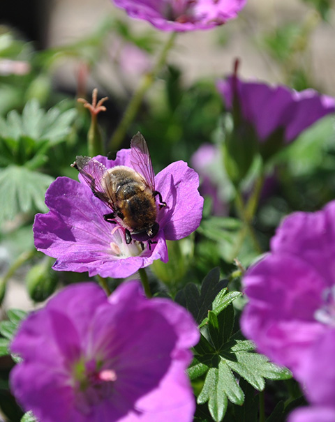 How to Attract Pollinators | Gardener's Supply