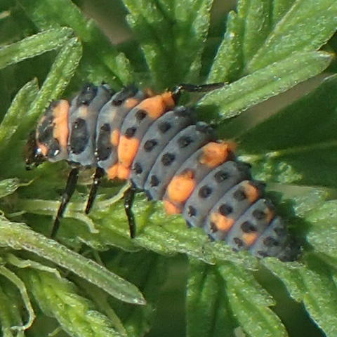  Larva of convergent lady beetle