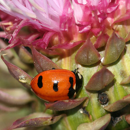 Transverse lady beetle