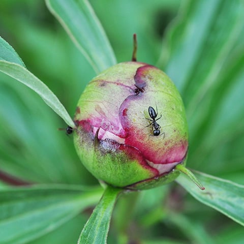 Peony bud with ants crawling on it