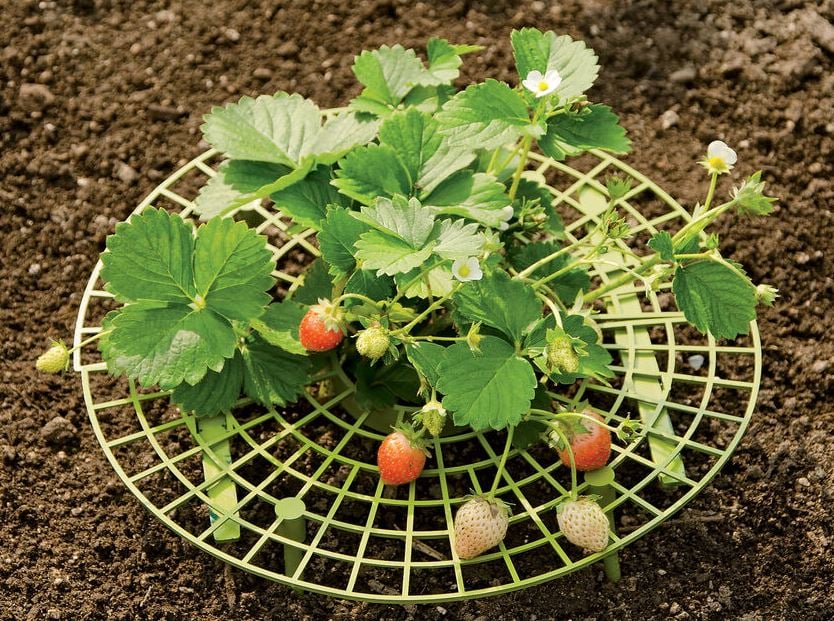 round green plastic grid under a strawberry plant