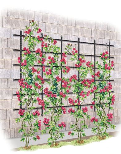 Trellis Guide: How to Choose the Best Supports for Climbing Plants |  Gardener's Supply