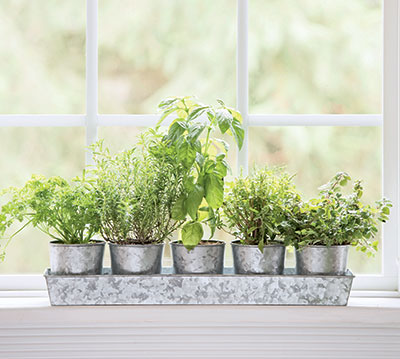 herbs growing on a windowsill 