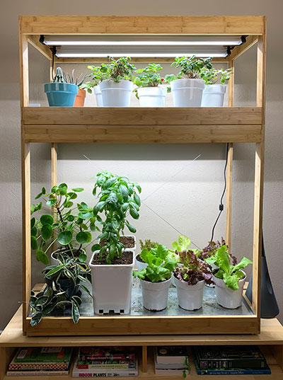 Growing Vegetables Indoors Under LED Grow Lights | Gardeners.com