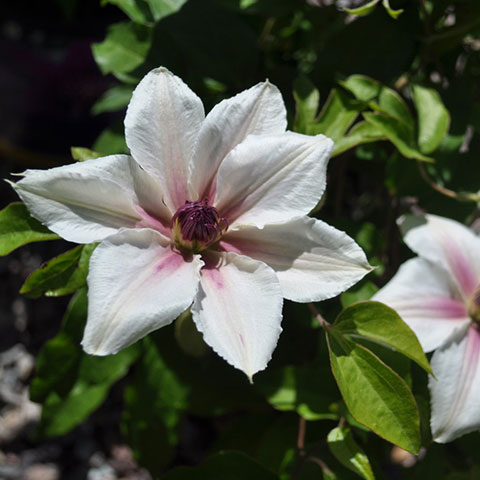 clematis countess of wessex