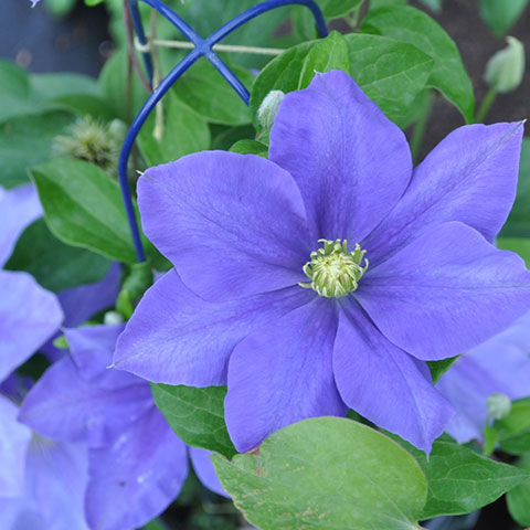 Grow Compact Clematis in Containers | Gardeners.com