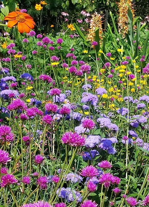 brightly colored flowers in children's garden