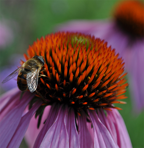 Insect on echinacea