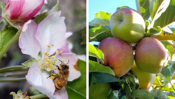 bee on apple flower and apple fruit