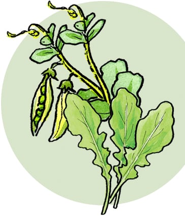arugula and pea shoots illustration