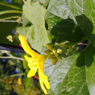 yellow loofah flower