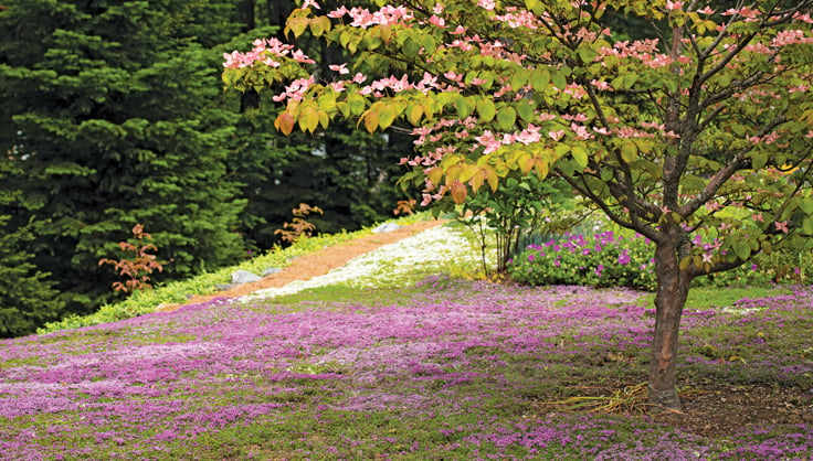  Lawn reimagined with flower crop and trees