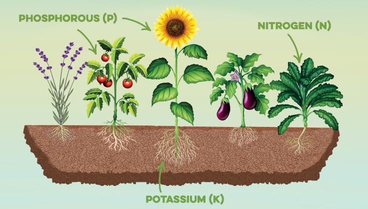  Illustration of different plants with roots in the ground to represent N-P-K