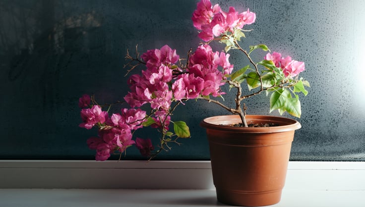  Bougainvillea plant in a pot indoors