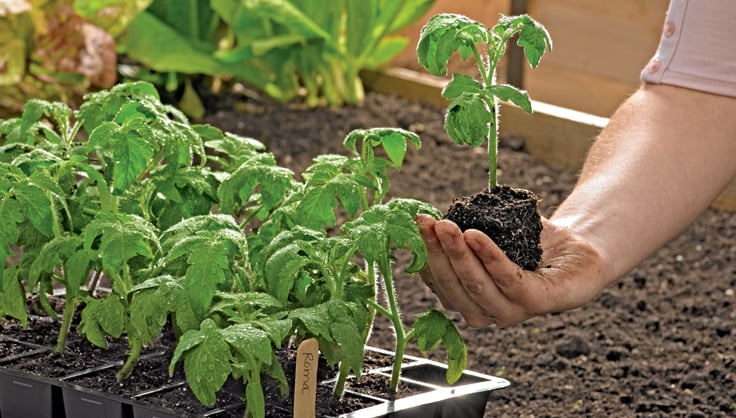 How to Start Seeds & Germinating Seeds | Gardener's Supply