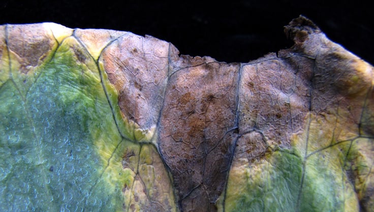Close up of Black Rot on a leaf