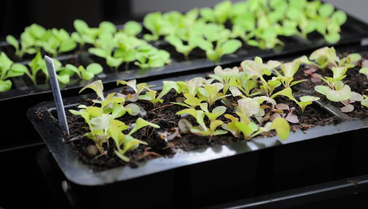 Growing Lettuce Indoors Year-Round | Gardener's Supply