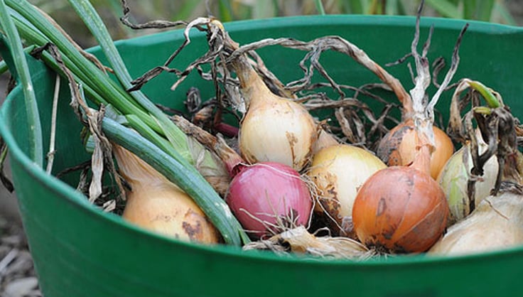 https://www.gardeners.com/globalassets/articles/gardening/2023content/5021-onions-in-tubtrug.jpg
