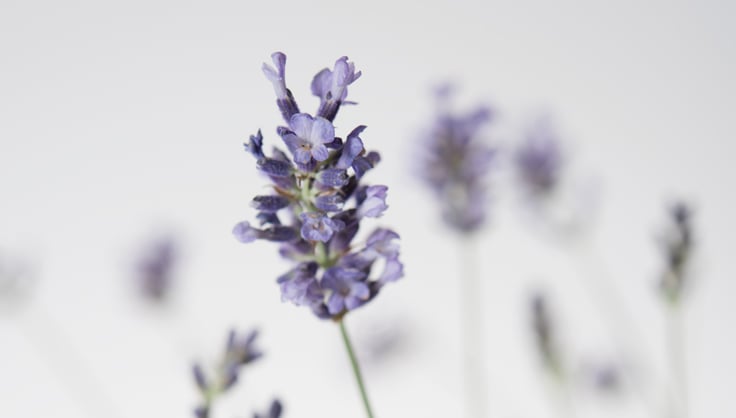 How To Grow Lavender Plants Indoors
