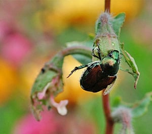 Japanese beetle feeding on a rosebud 