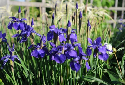How to Grow Irises | Gardener's Supply