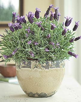 Grow Lavender Indoors - 6 Tips for Care | Gardener's Supply