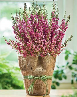 Care of Indoor Potted Heather Plants | Gardener's Supply