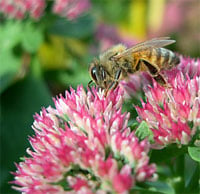 Bee pollinating a sedum flower
