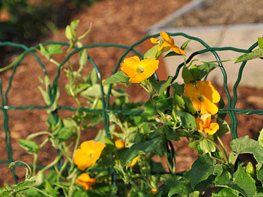 Border fencing for vining plants