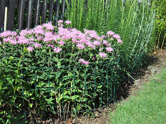 Border fence supporting pink flowers from flopping