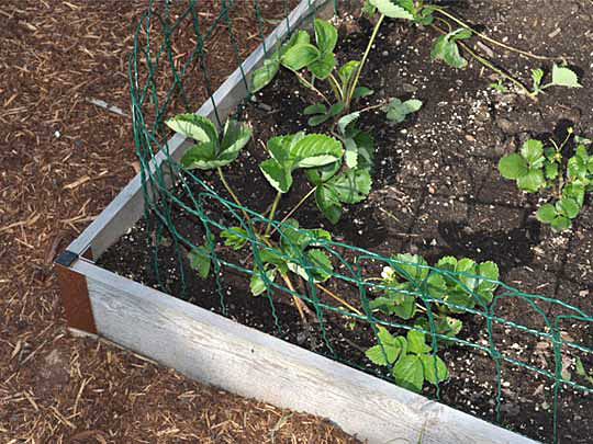 Border fence in a raised bed