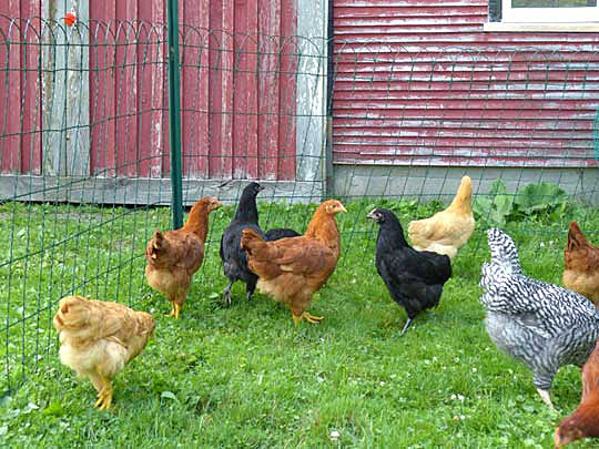 Tall fence to keep in chickens
